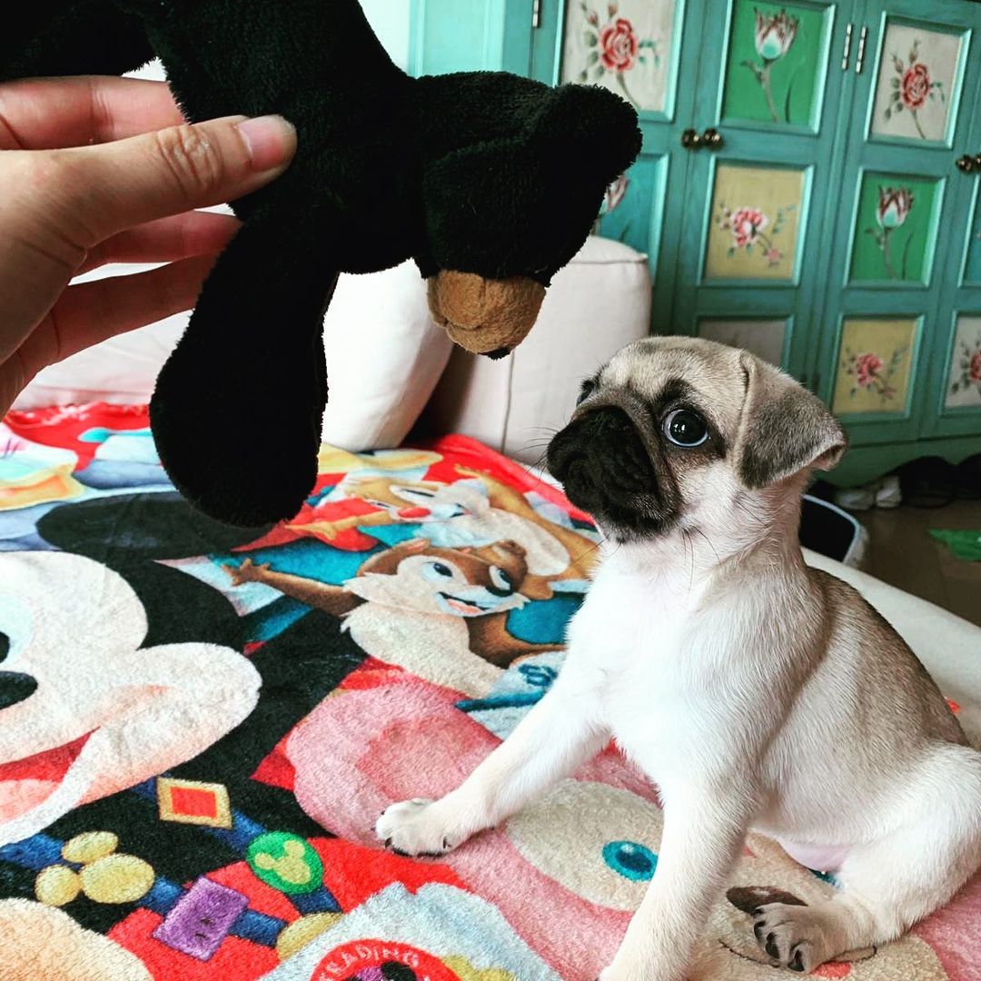 Nice black pug puppy