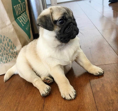 Bob the Fawn Pug Puppy Who Just Wants to Be Near You