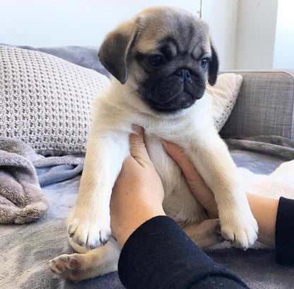 Bob the Fawn Pug Puppy Who Just Wants to Be Near You