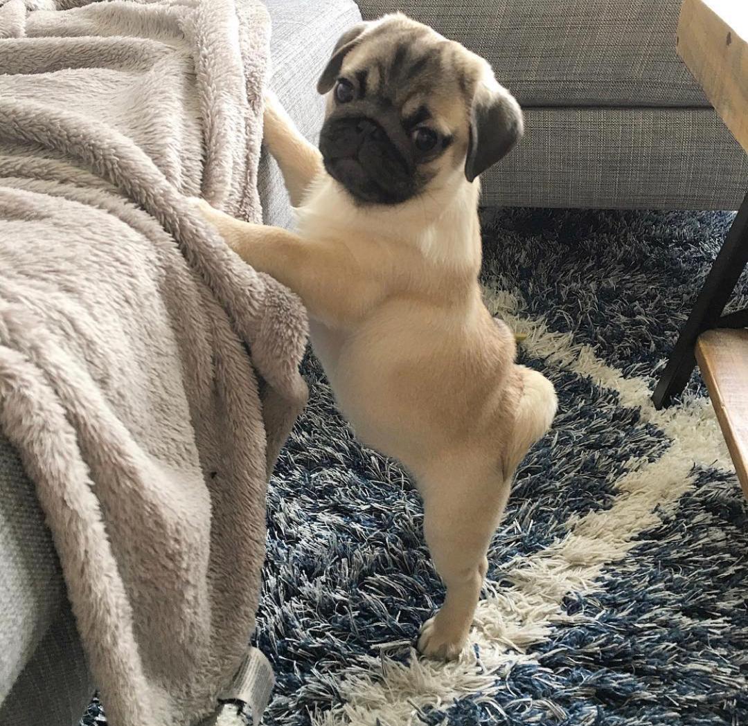 Bob the Fawn Pug Puppy Who Just Wants to Be Near You