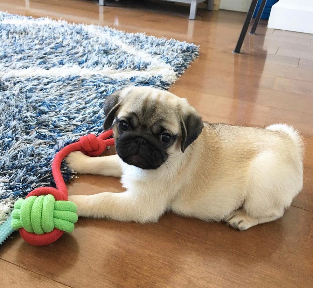 Bob the Fawn Pug Puppy Who Just Wants to Be Near You