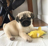 Bob the Fawn Pug Puppy Who Just Wants to Be Near You