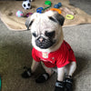 Buddy – A Charming Male Pug Puppy with a Big Personality