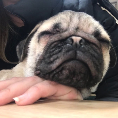 Buddy – A Charming Male Pug Puppy with a Big Personality