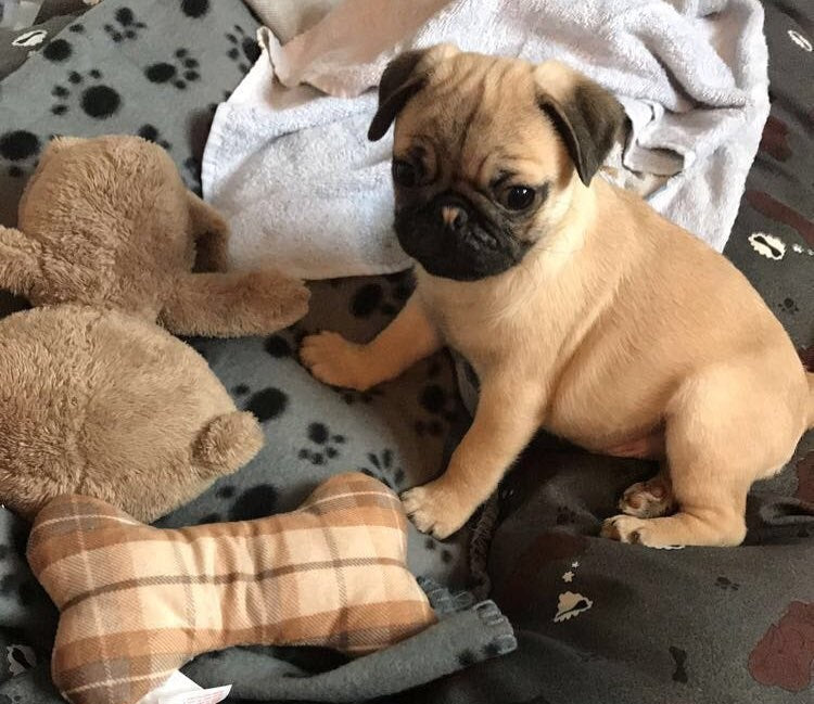 Buddy – A Charming Male Pug Puppy with a Big Personality