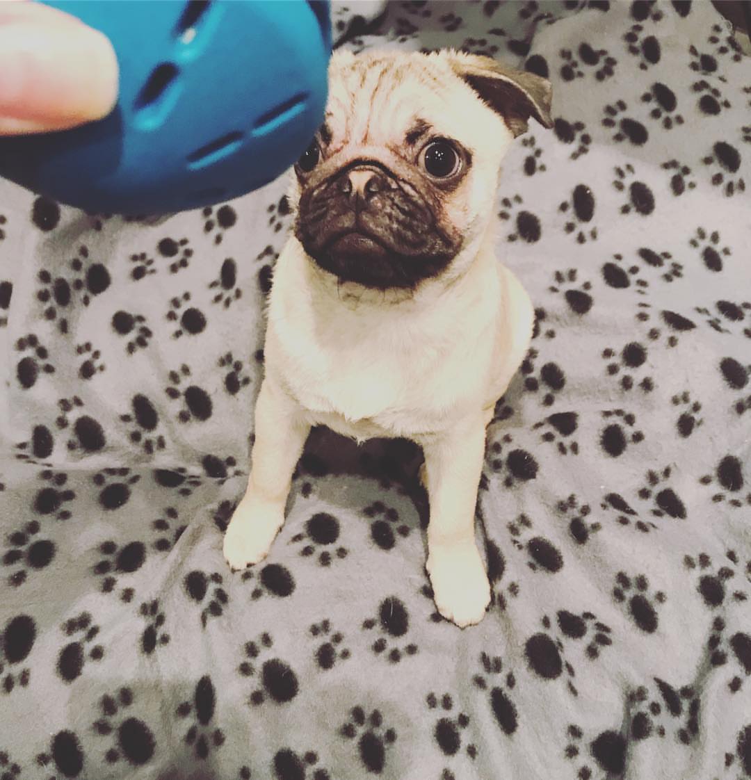 Buddy – A Charming Male Pug Puppy with a Big Personality