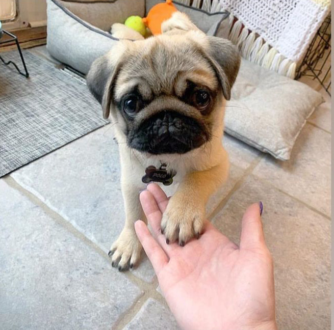 Polo, a Bright and Spirited Pug Ready for His Next Adventure