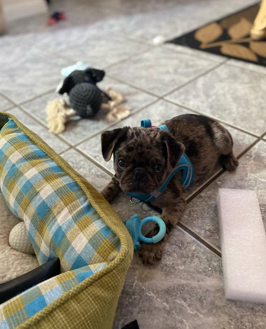 Leon – A Bold Little Merle Pug with Style, Spark, and So Much Love to Give