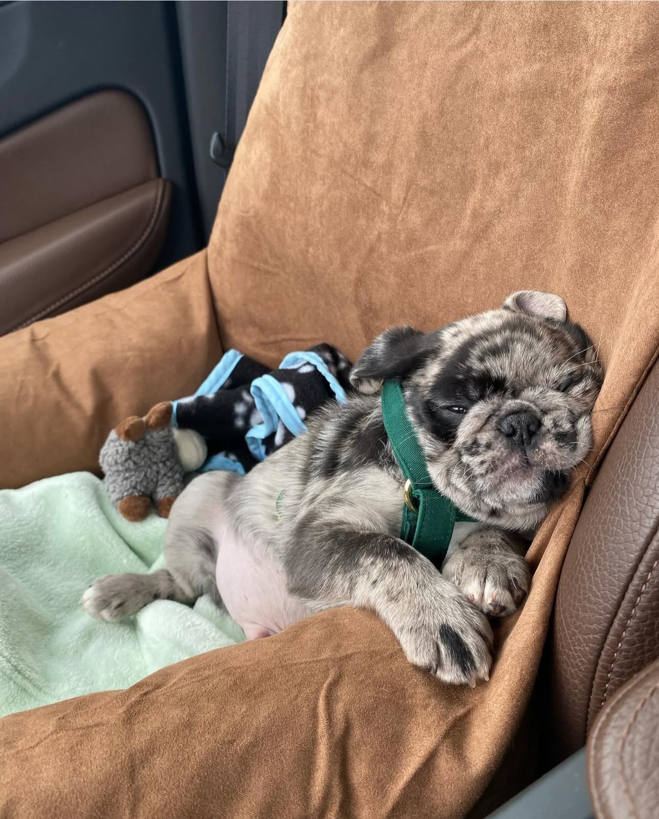 Ozzy – A Rare Blue Merle Pug with Sky-Blue Eyes and Big Personality