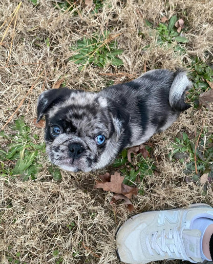 Ozzy – A Rare Blue Merle Pug with Sky-Blue Eyes and Big Personality