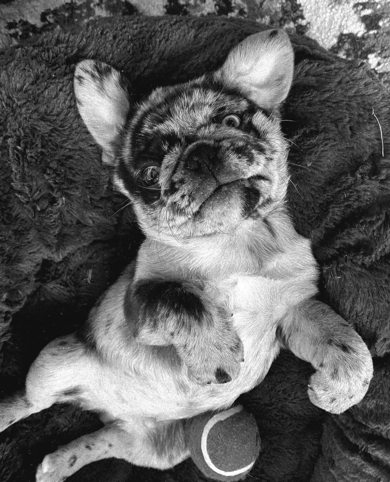 Ozzy – A Rare Blue Merle Pug with Sky-Blue Eyes and Big Personality