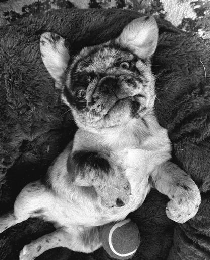 Ozzy – A Rare Blue Merle Pug with Sky-Blue Eyes and Big Personality
