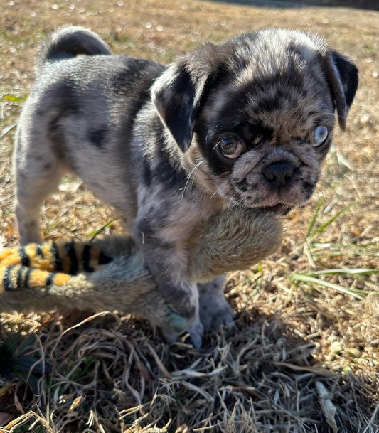 Ozzy – A Rare Blue Merle Pug with Sky-Blue Eyes and Big Personality