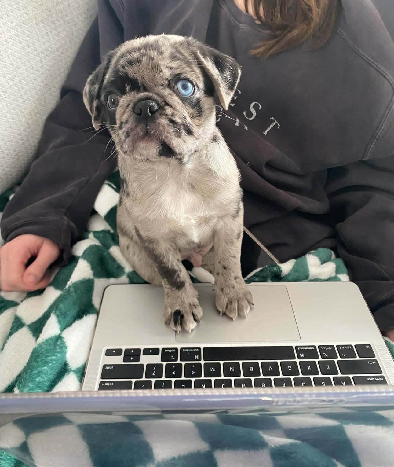 Ozzy – A Rare Blue Merle Pug with Sky-Blue Eyes and Big Personality