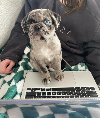 Ozzy – A Rare Blue Merle Pug with Sky-Blue Eyes and Big Personality