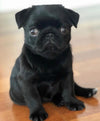 Jackie – A Confident Little Black Pug with Big Attitude and Even Bigger Eyes