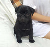 Knigh – A Striking Black Pug Puppy with a Playful Heart and Loyal Nature
