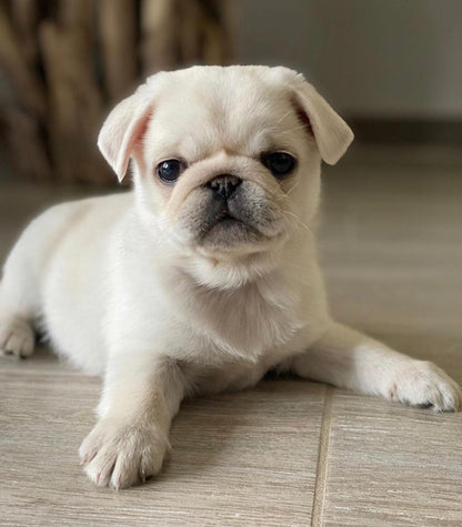 Leny – A Rare White Pug Puppy with a Gentle Soul and a Bright Spirit