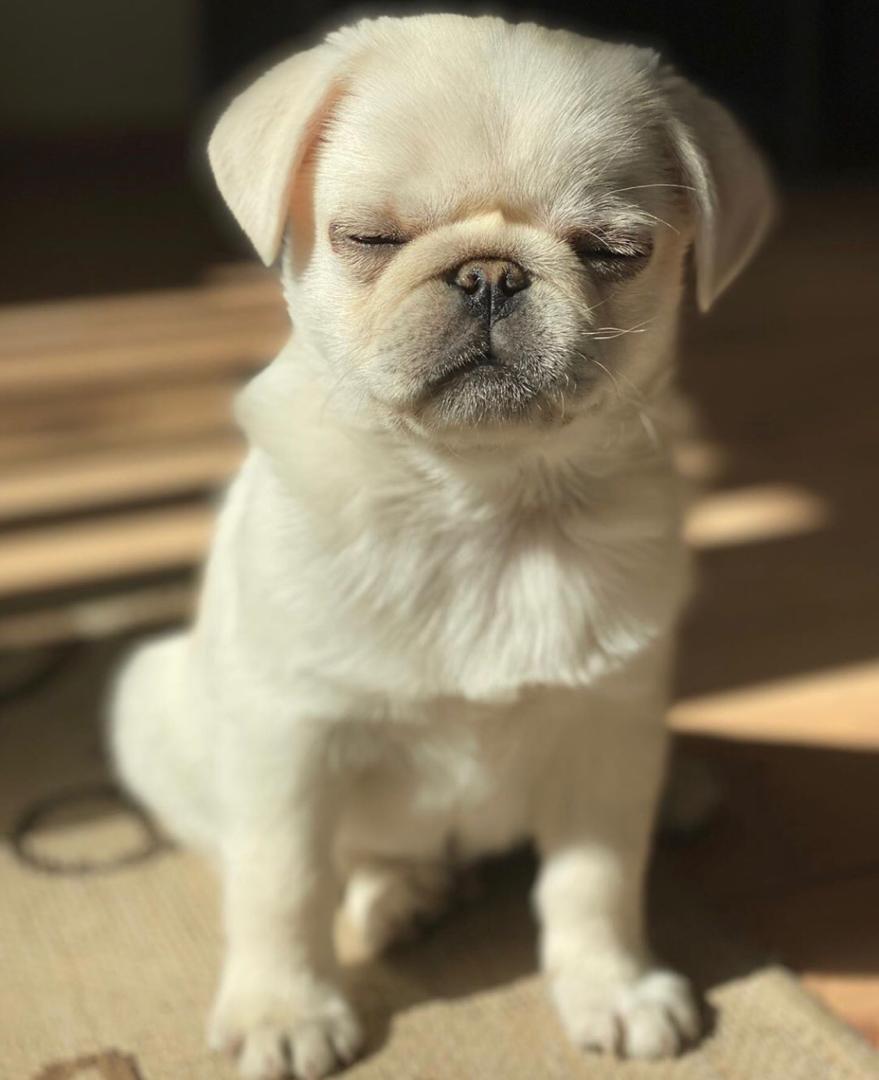Leny – A Rare White Pug Puppy with a Gentle Soul and a Bright Spirit