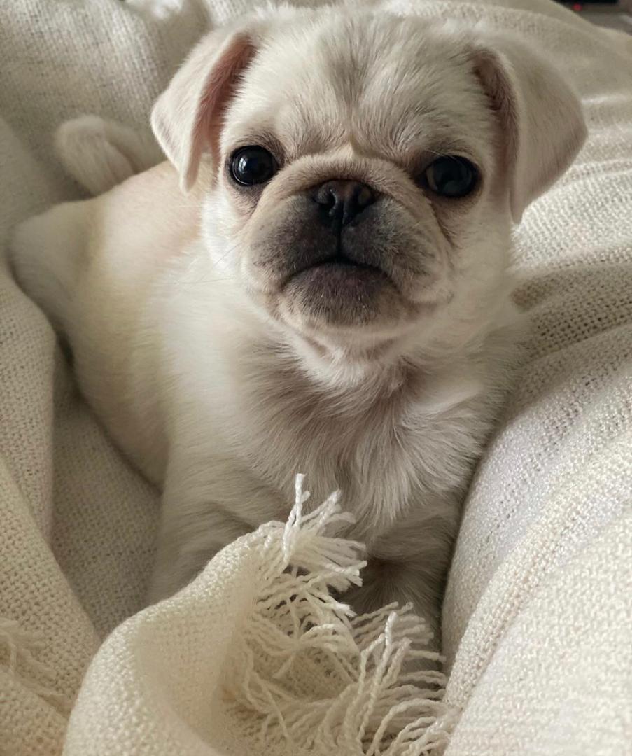 Leny – A Rare White Pug Puppy with a Gentle Soul and a Bright Spirit