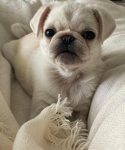 Leny – A Rare White Pug Puppy with a Gentle Soul and a Bright Spirit