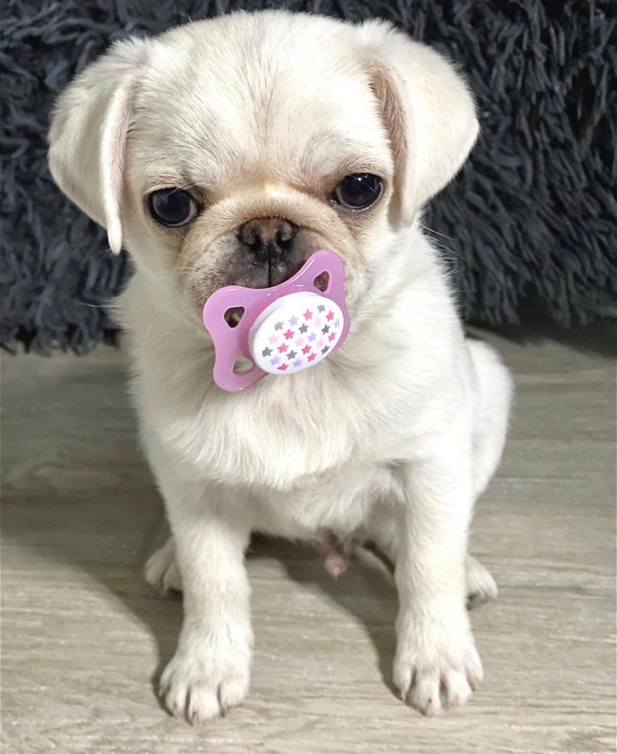 Leny – A Rare White Pug Puppy with a Gentle Soul and a Bright Spirit