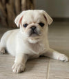 Leny – A Rare White Pug Puppy with a Gentle Soul and a Bright Spirit