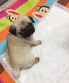 Louisa, a Sweet and Serene Pug Puppy Full of Heart