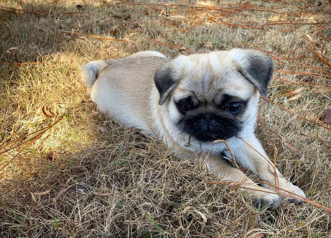 Polo, a Bright and Spirited Pug Ready for His Next Adventure