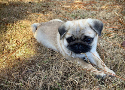 Polo, a Bright and Spirited Pug Ready for His Next Adventure