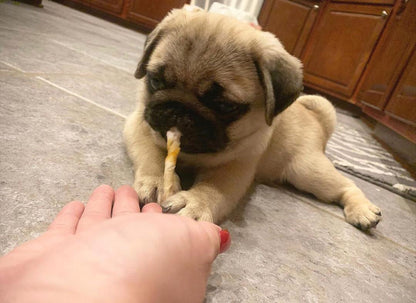 Polo, a Bright and Spirited Pug Ready for His Next Adventure