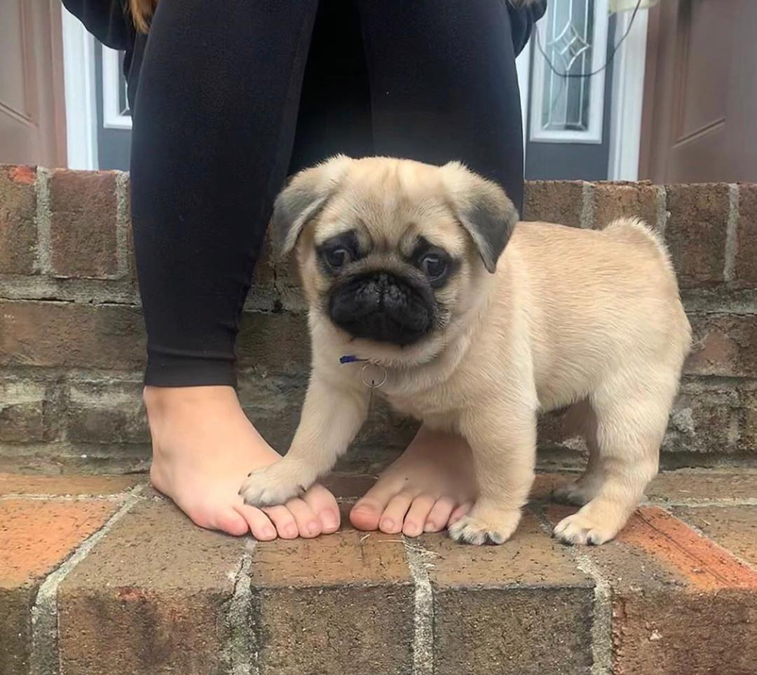 Polo, a Bright and Spirited Pug Ready for His Next Adventure
