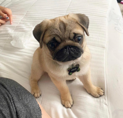 Polo, a Bright and Spirited Pug Ready for His Next Adventure