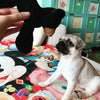 Paris – A Graceful Little Pug with Big Eyes and an Even Bigger Heart