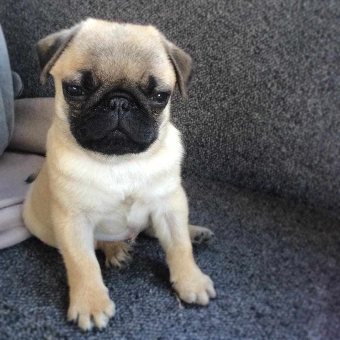 Pirate – A Fawn Pug Full of Mischief, Cuddles, and Personality