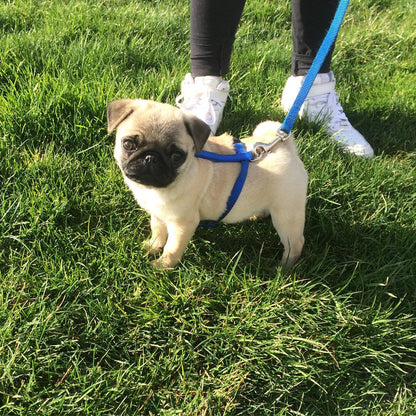 Pirate – A Fawn Pug Full of Mischief, Cuddles, and Personality